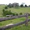 Picturesque paddock with old rotting fence
