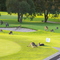 Golf Course, Merimbula, NSW