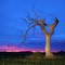 Dawn Near Sale by David Gibbs