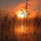 reed sunrise by David Gibbs
