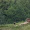Carnivore Conservation Center at The Wilds
