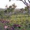 King Leopold Ranges Conservation Park