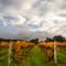 Paradise Vineyard