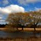 Wind in the trees