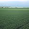 new crops
