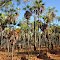 Groves of livistonia palms - Mitchell Plateau