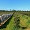 Orchard looking East
