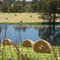 Round bails of Hay