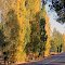 Poplar Trees along Graphite Road