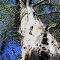 Big Diamond Tree
