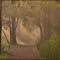 Misty Morning..
