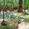 on the botanical walk, near Mataranka