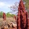 Mataranka , termite mounds ...