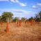 *Mataranka NP, Termite*