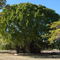big Tree at Mataranka