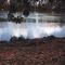 Large Crocodile 1998