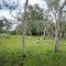 Paperbark Swamp to Mangroves