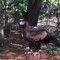Wedge Tailed Eagle, Australia.
