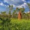 Big Termite mounds by David Gibbs