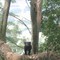 Tasmania Devil in Wild