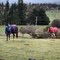 Warm horses in Caveside
