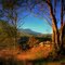 Morning View by David Gibbs