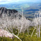A contrast of a dead forest against lush undergrown on the south side of Mount VanDyke