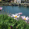 Daisy - Brim Bay Patterson Lakes