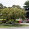 Bottlebrush Tree in Spring