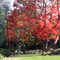  Illawarra Flame Tree (Brachychiton acerifolius)