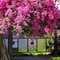 Showstopper (Bougainvillea glabra)