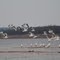 Gulls at Salt Creek Cove Recreation Area