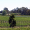 Michelton Winery