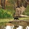 Tahbilk wetland in Victoria, Australia