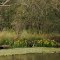 Tahbilk wetland, nature place