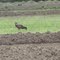 Wedge-tailed Eagle