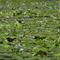 Waterhen and Lillies