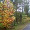 Laguna , new autumn colour on recently planted maple trees ...