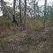 Ridgetop shrubby open forest north of Kulnura, NSW.