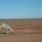 Feral camel