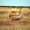 Emu in Australian Outback