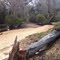 Cyclone Damage on Herbert River