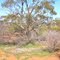 Morawa bush