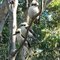 Kookaburra times 3
