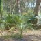 Pedro Point - Native Bush with Burrawangs (Cycads)