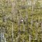 Sub Aerial Mangrove roots
