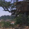 Tree House