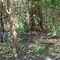 Estuarine Crocodile
