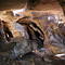 Mt. Borradaile Cave