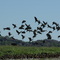 Whistling Ducks